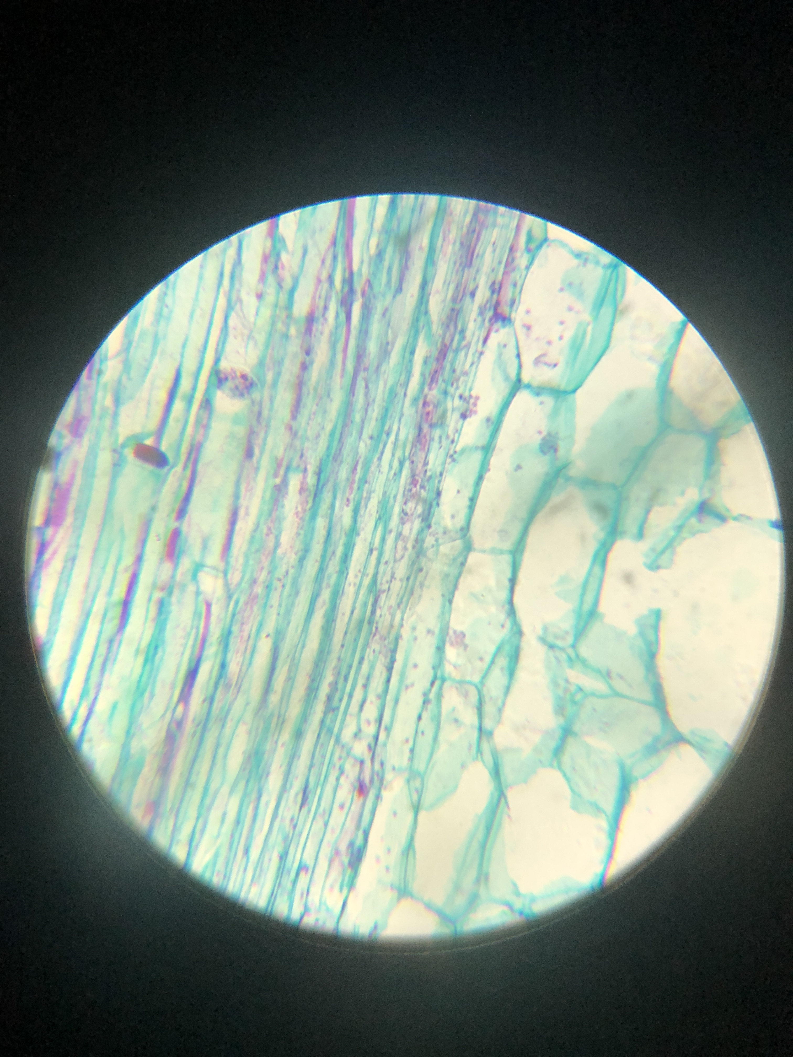 显微镜下的树叶结构图片