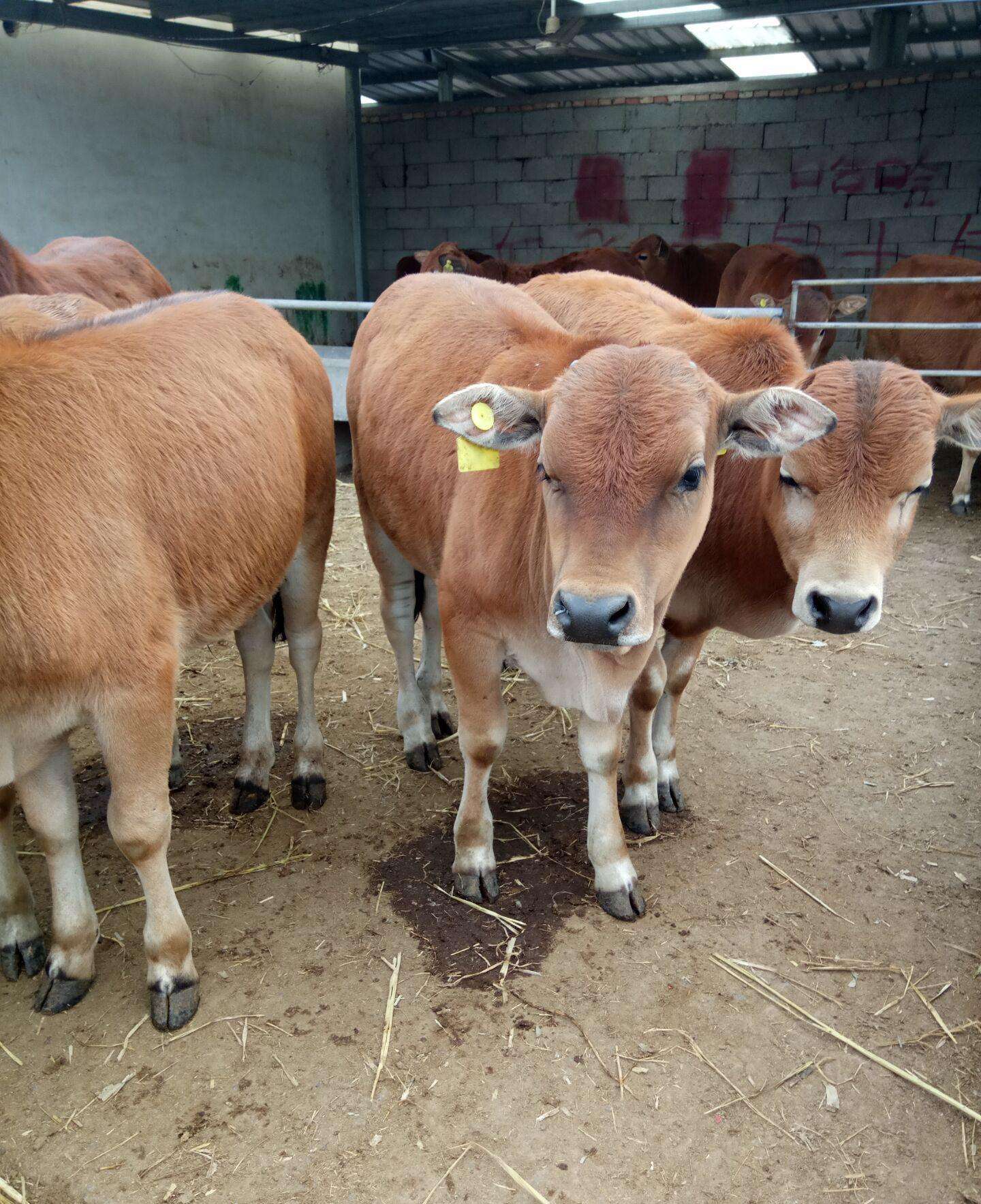 选购牛犊时要多注意哪些方面