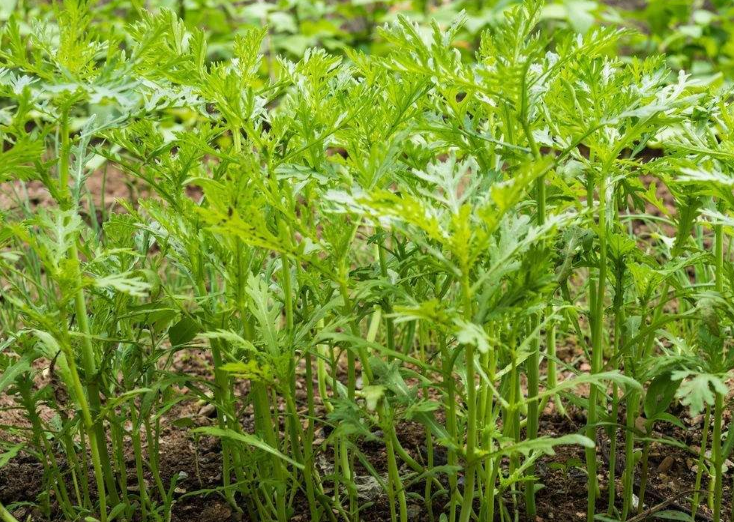 红红说种植,茼蒿在栽种过程中的注意事项大盘点