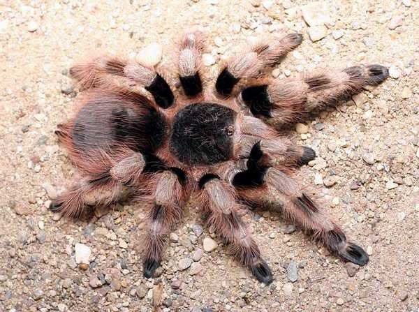 你真的了解巴西黑白脚吗?给大家科普一下