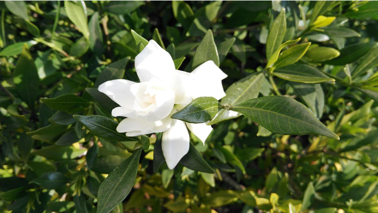 11月25日去宣城植物园,居然发现栀子花开了!