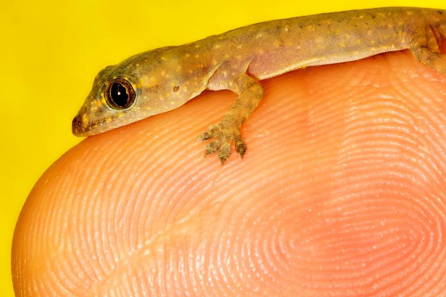 摄影师用微距镜头记录指尖上的微型动物 个个娇小可爱萌化人