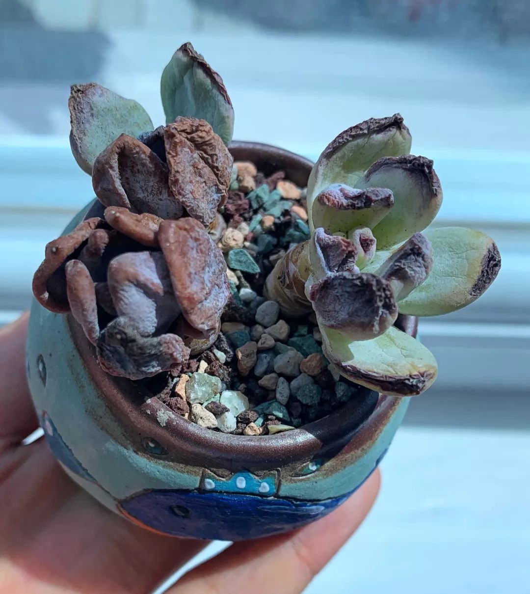 新手小课堂:多肉晒伤的养护处理