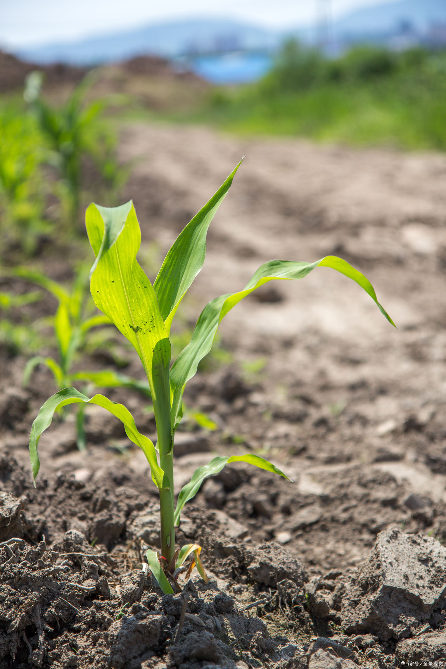 百度爱采购首页 商品专题_地下对此,你们家种植玉米地施肥用不用底肥?