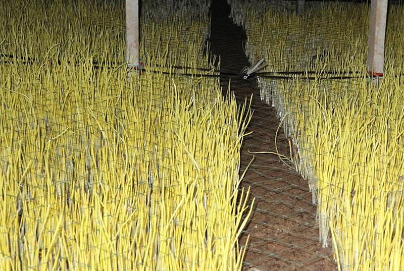 农民只靠种植蒜黄,就能年收入十万,原来是这样做到的