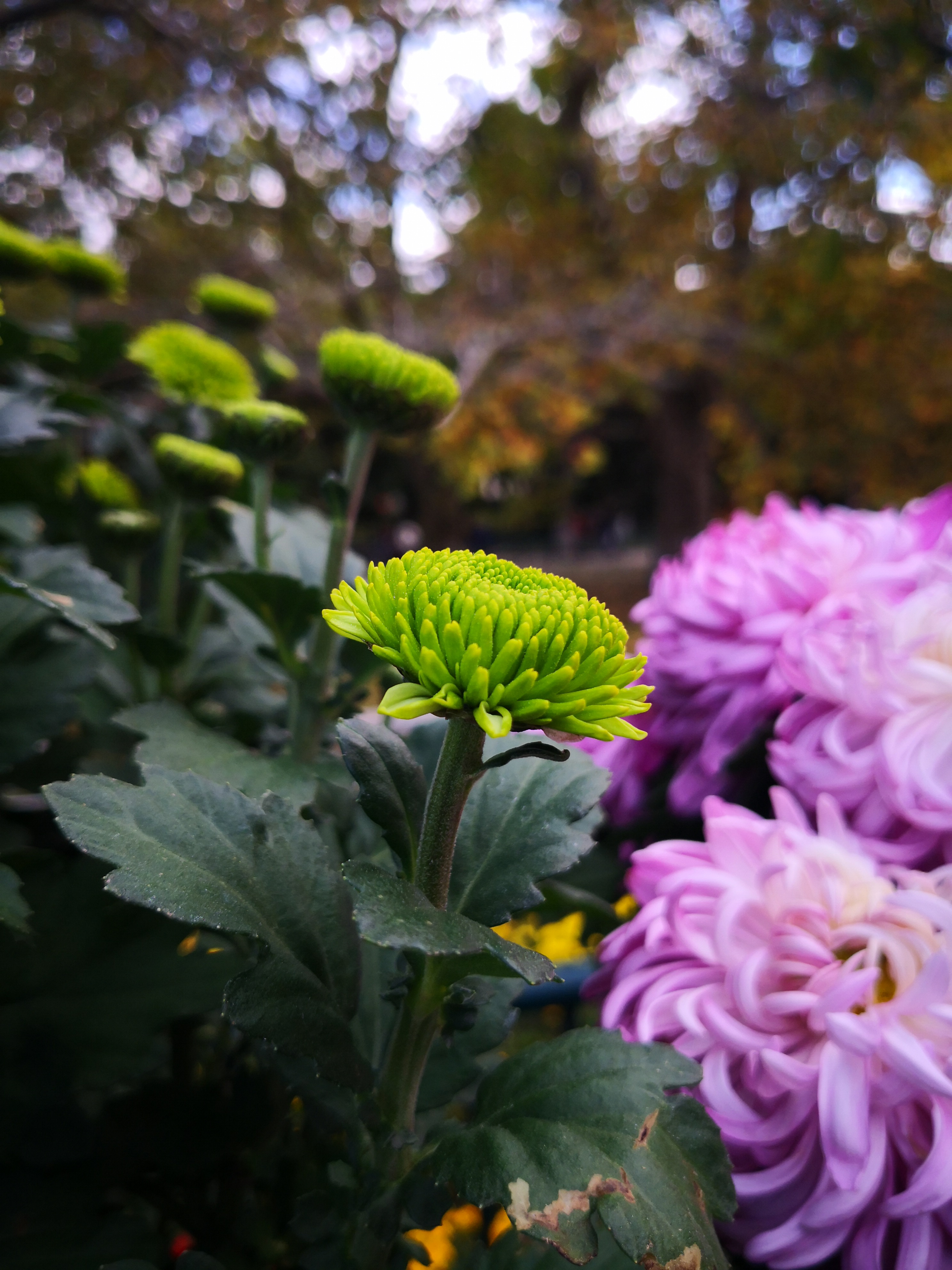 青岛中山公园菊花展第一次见到翠绿的菊花名叫绿萍
