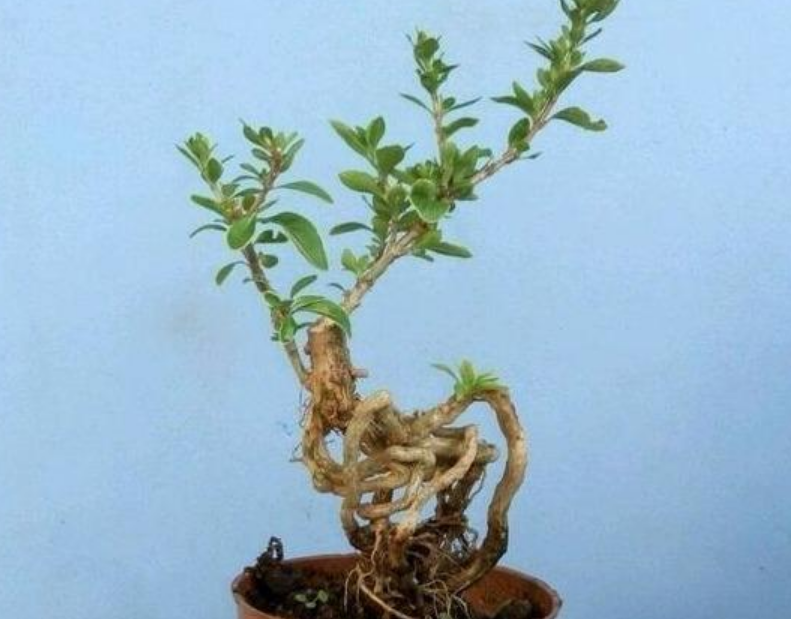 我们刚种上的树桩,根部发芽了,应该要怎么处理呢?