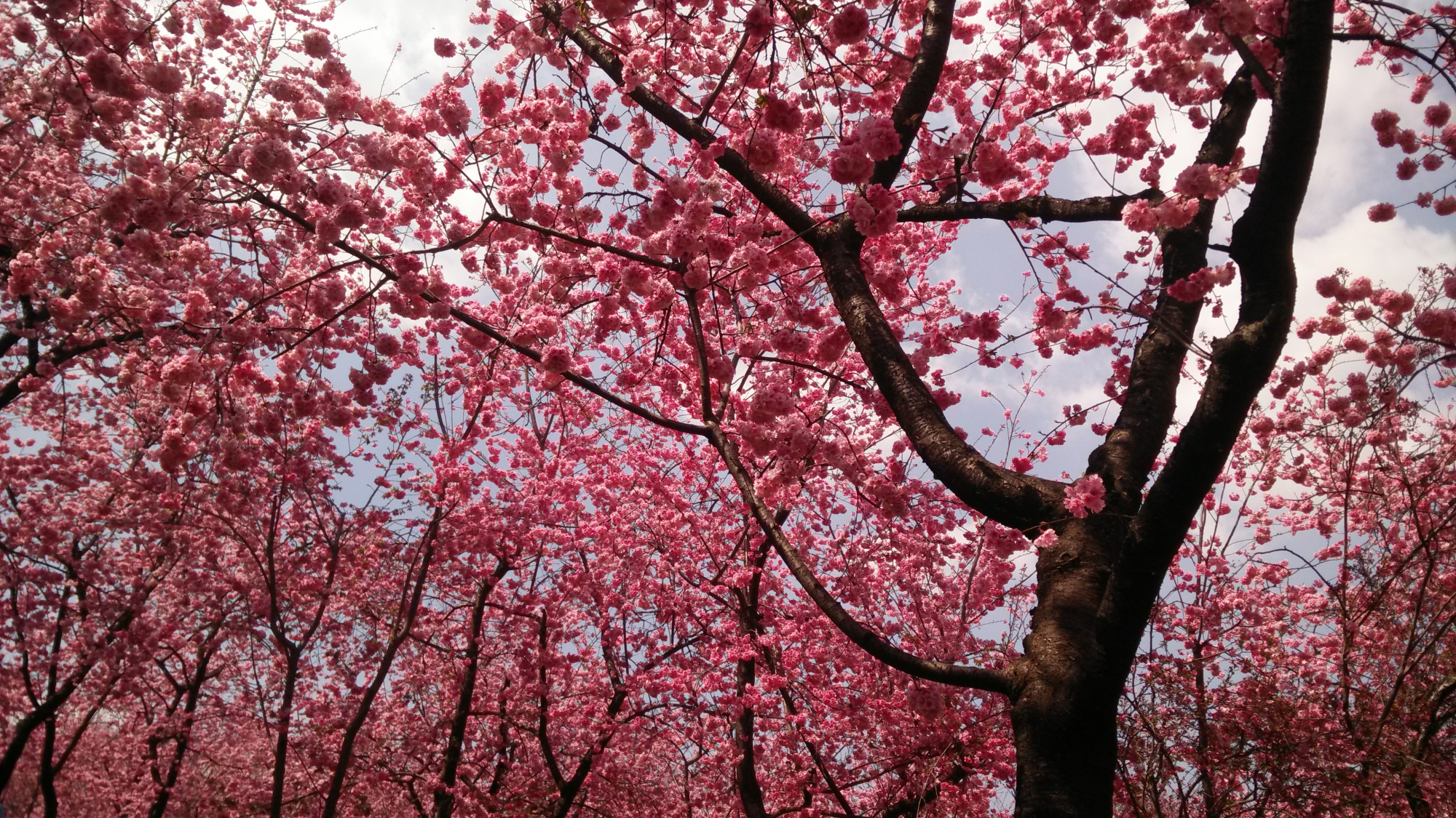 圆通山的樱花,让人流连忘返