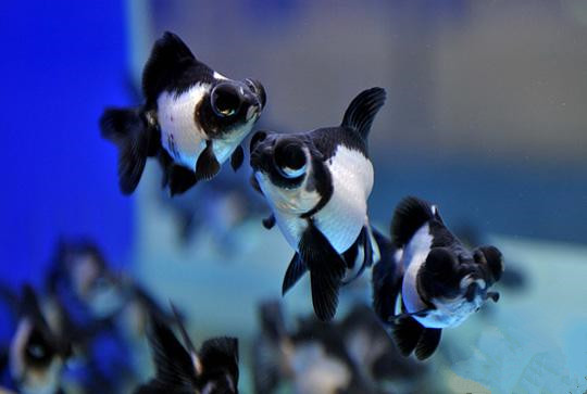 冉冉升起的金鱼明星品种"熊猫蝶尾",你喜欢吗?