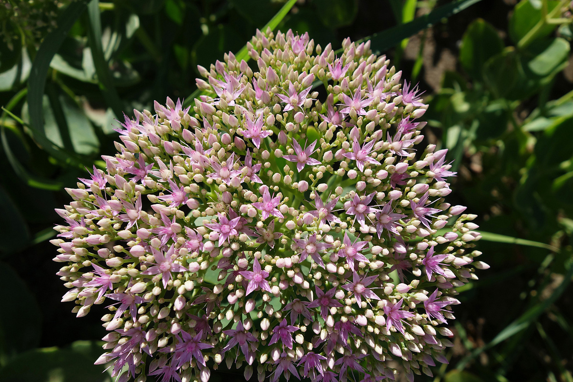 八宝花花语牌图片