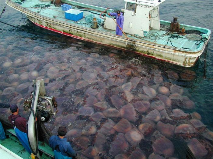 日本核泄漏后续?大多变异生物难以置信