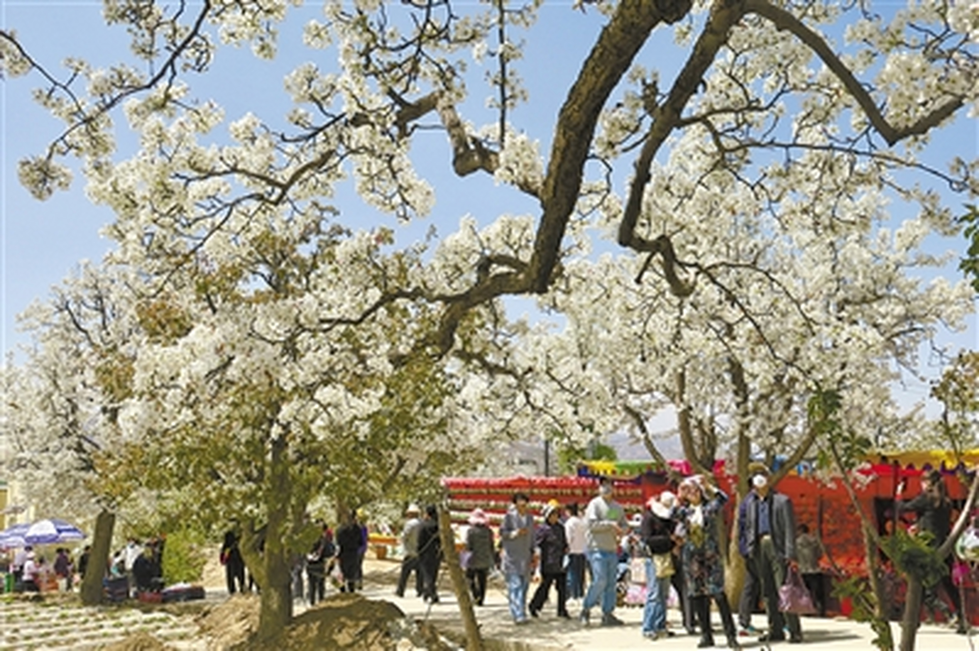 下寨村是青海乐都县碾伯镇的一个下辖村,下寨村是闻名全省的"沙果之乡