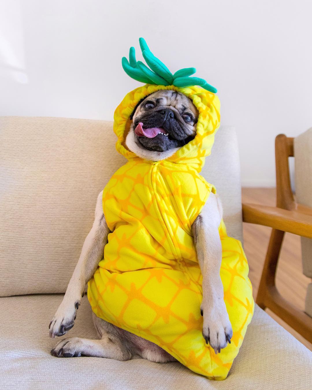 巴哥犬天生呆萌承包了我所有的温柔
