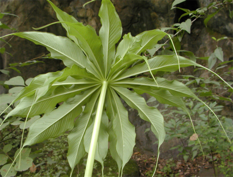 据多方面的了解,也并未得知有种说法,只是清楚"回心草"的确是一种野生