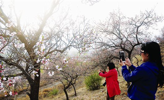 绿水青山扮青城·杏坞番红靓西城 乌素图杏花节19日开幕