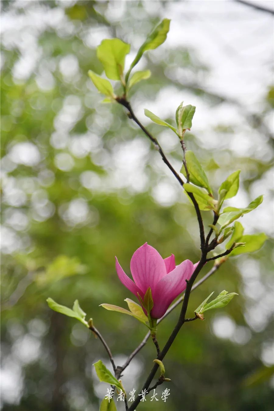 春分到,来华农"云赏"木兰花
