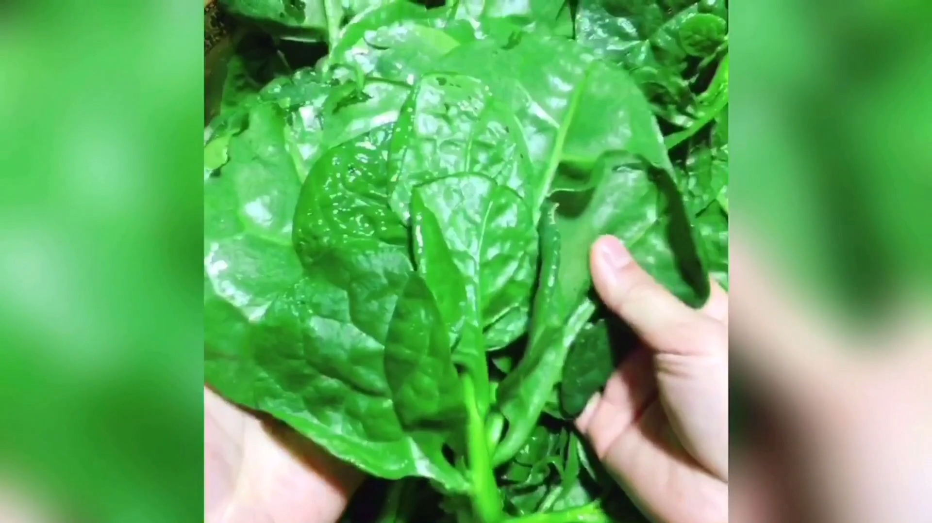 豆腐菜你们见过吃过么,叶子比脸大,第一次做,好吃哟,推荐