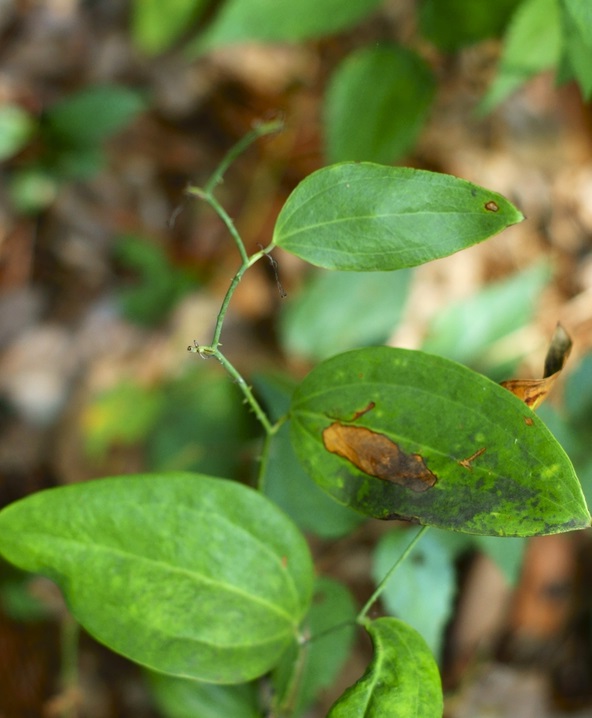 山中的中药材"菝葜",祛风利湿,解毒消痈,药用价值特别高