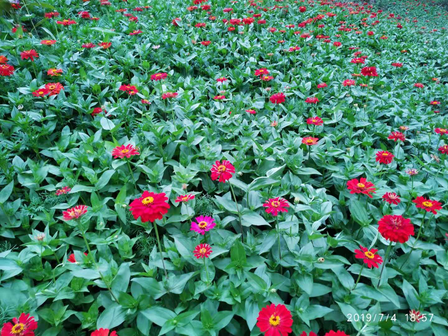 百日菊种子种植方法(百日菊种子种植方法及过程图片)