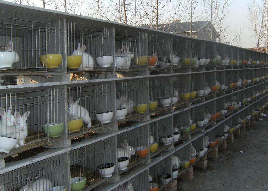 养殖獭兔,春夏季为疾病高发期,这3种病虫害最常见,可这样预防