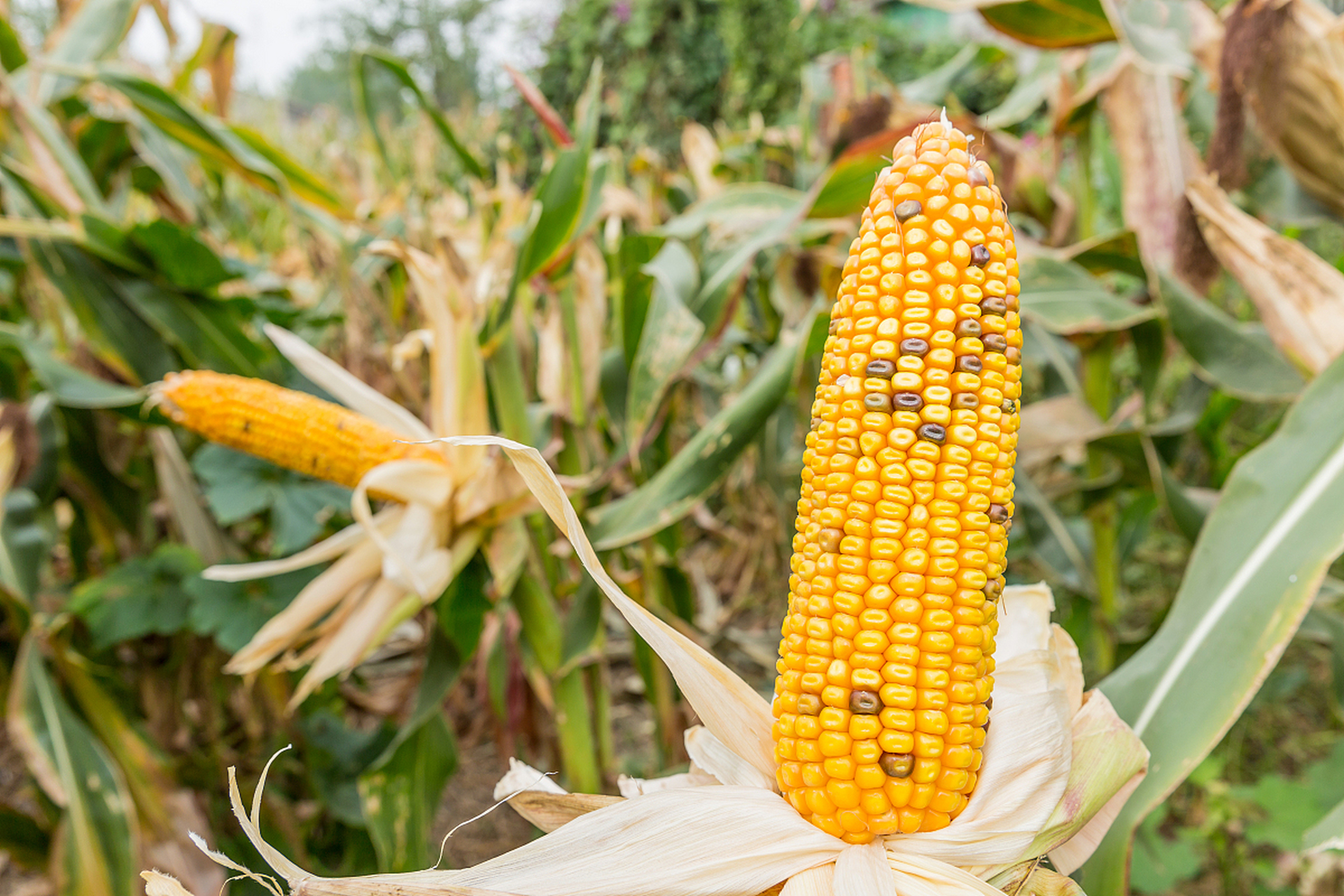 由于玉米产量受到多种因素影响,无法给出迪卡c8200玉米的具体产量.