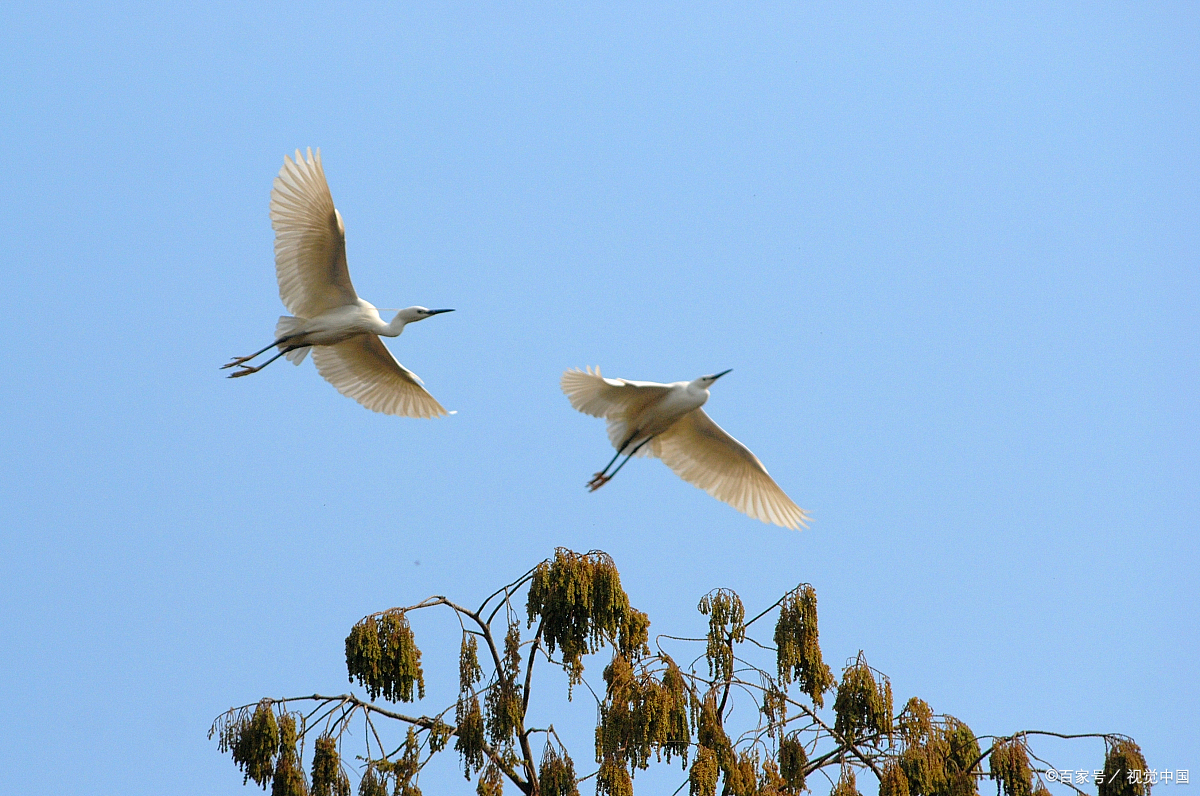 《凫雁双双飞》