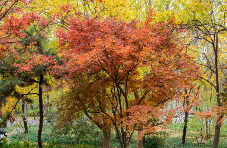槭树俗称枫树,红叶观赏期长达两个月.
