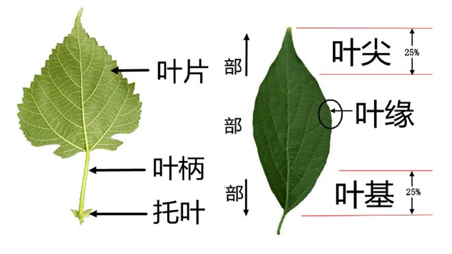 在植物园里开启好孩子的自然观察课