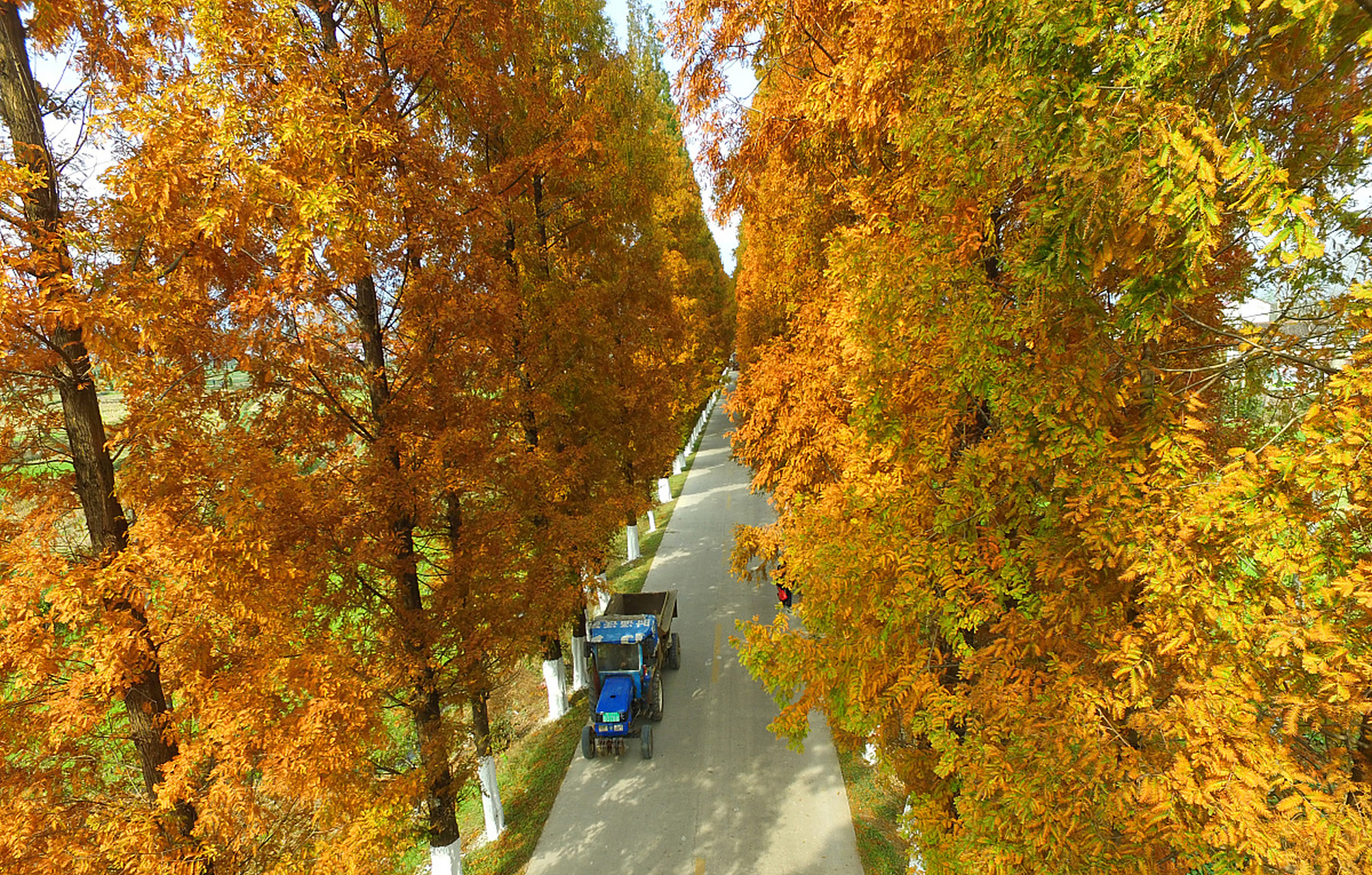 深秋时节的贵阳,花溪黄金大道如一幅金黄色的画卷,吸引着无数游客驻足