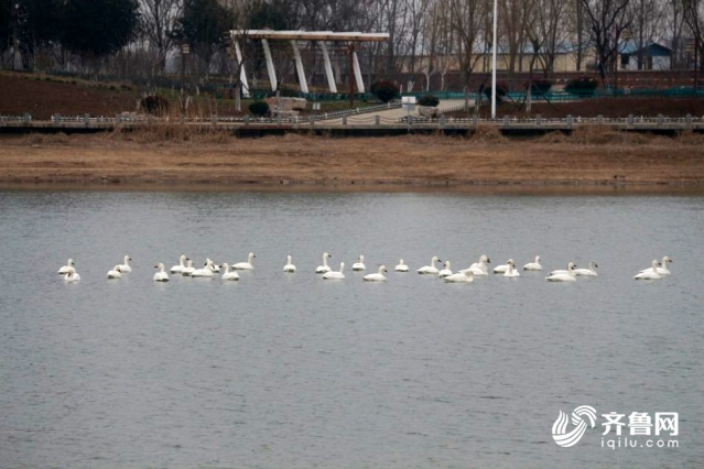 宁阳洸河公园简介图片