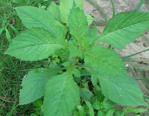 称为"革命菜"的野草,嫩茎叶凉拌味道一绝,还能治感冒发热等