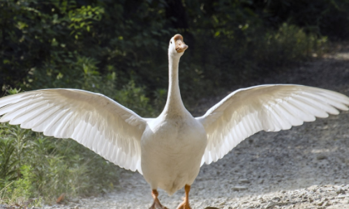 在旱地觅食的鹅不时展翅奔跑,洁白的羽毛在逆光下通透靓丽,非常好看.