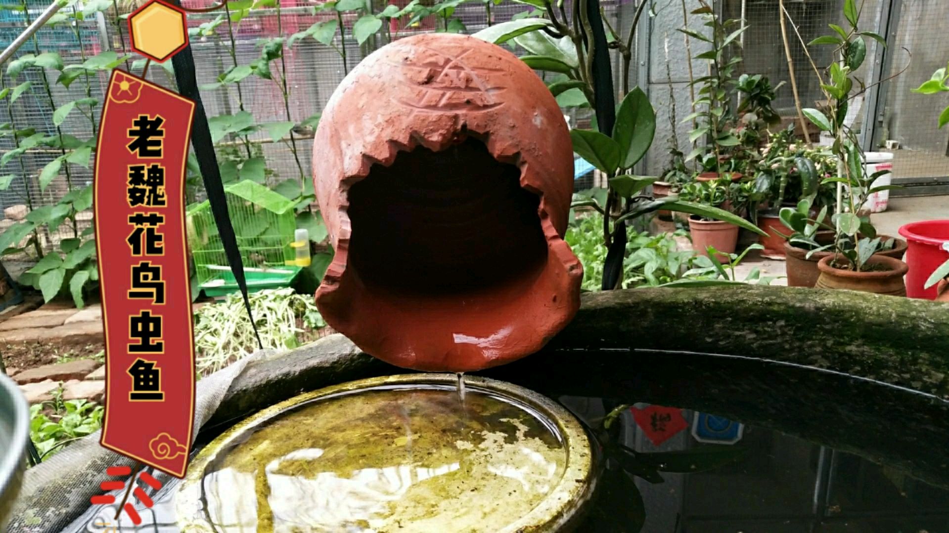 老魏脑洞大开,对鱼缸循环过滤系统大改造,这次该彻底解决问题了