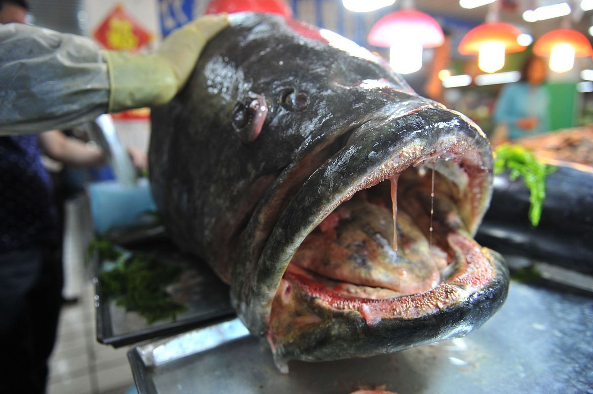 大口鲶鱼一年能长多大?