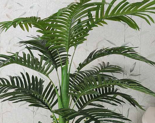 凤凰竹,非常适合盆栽种植的植物,这样养护的方法非常简单