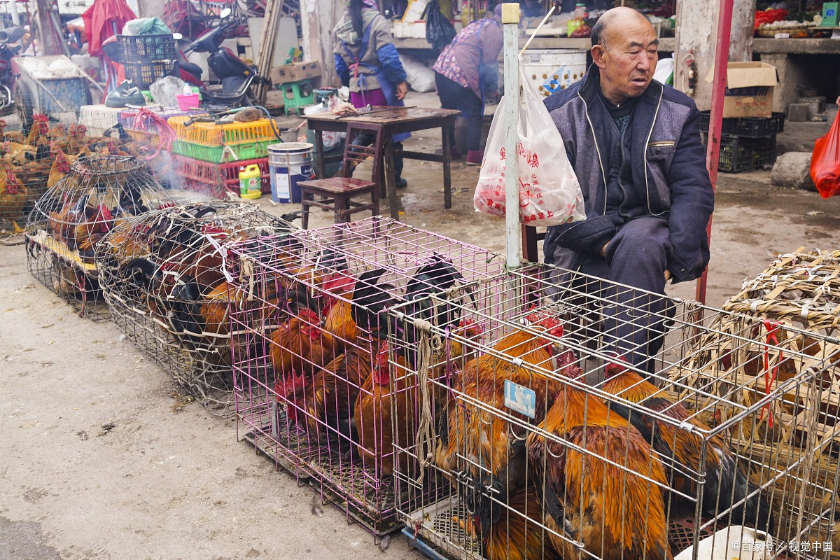 禽类消费反弹,部分南方活禽市场重新开放,禽类养殖盼来春天!