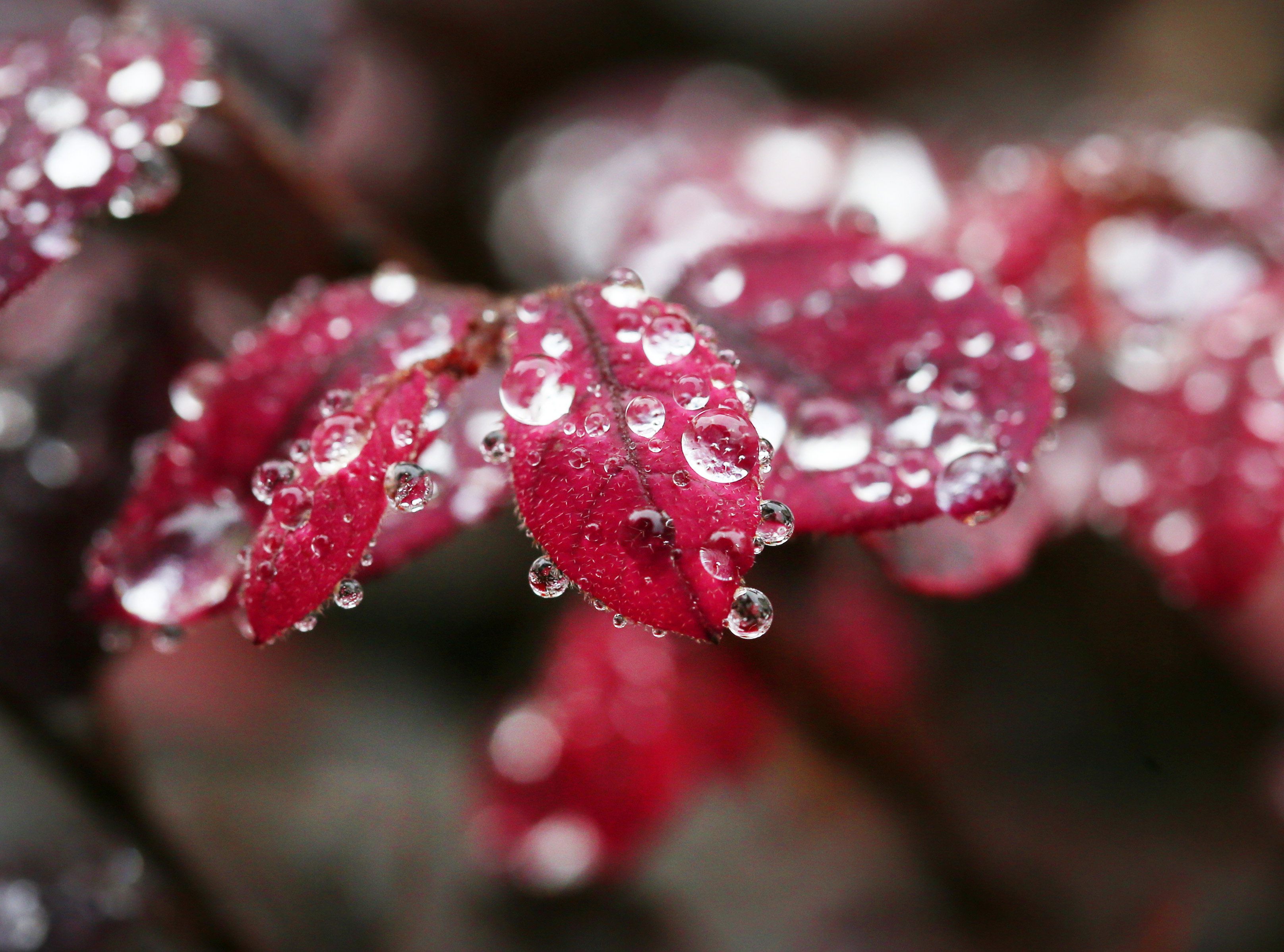 这是11月21日在江苏南通拍摄的细雨中带水珠的树叶