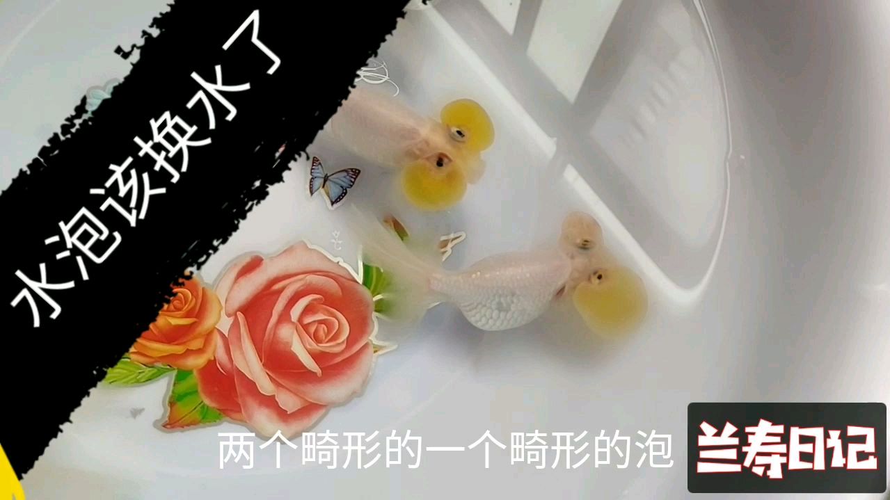 水泡金鱼该换水了