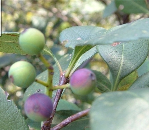 植物知识科普,小编带你了解大叶石斑木