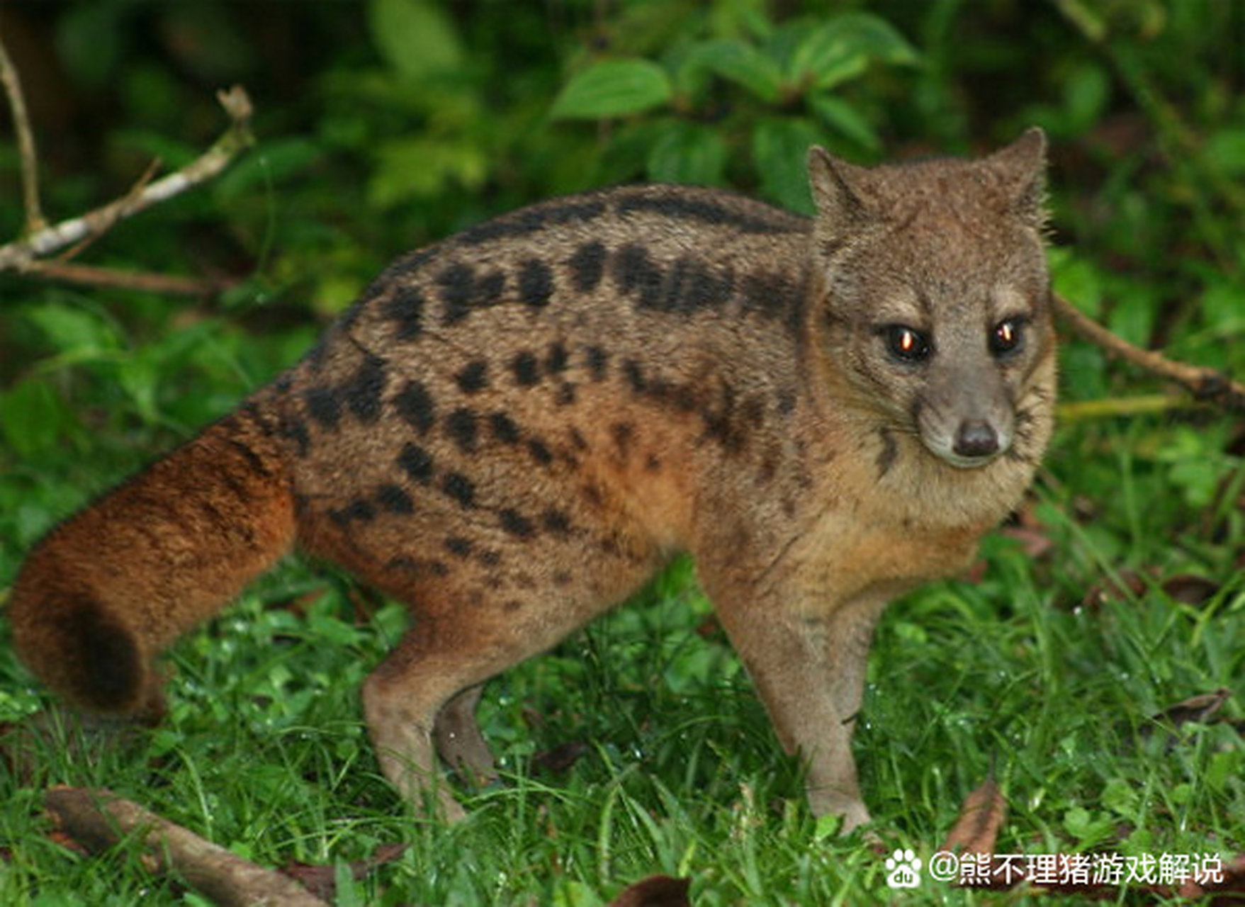 公布答案:   姓名:马岛缟狸(fossa fossana)  出生地:马达加斯加岛