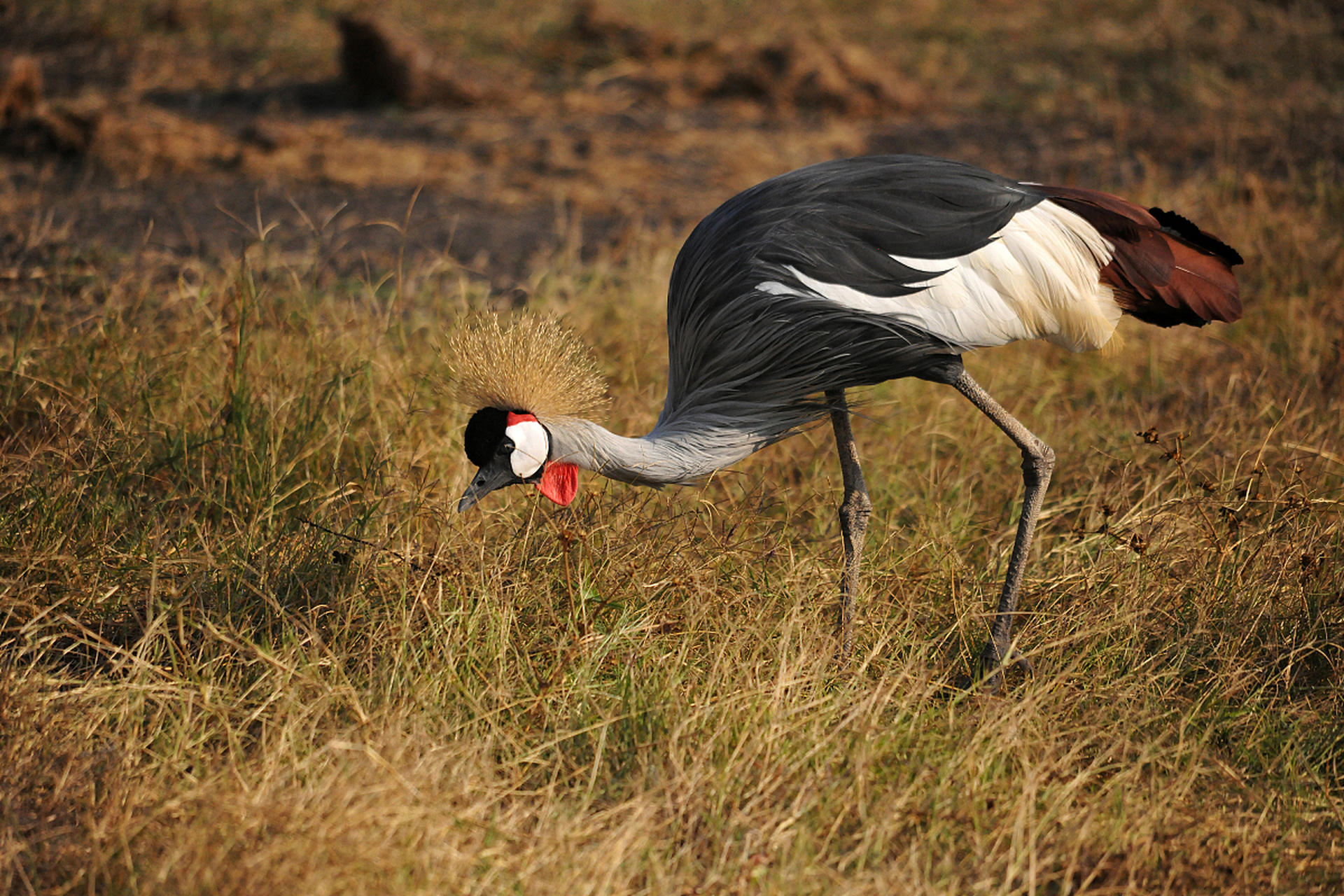灰冠鹤(学名:balearica regulorum):是鹤科,冠鹤属动物.