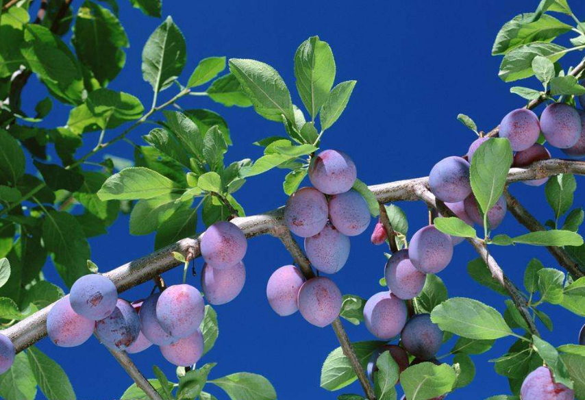 第四种:八角梨,它的名字虽然说叫做八角梨,但是并不能准确的说它就有8