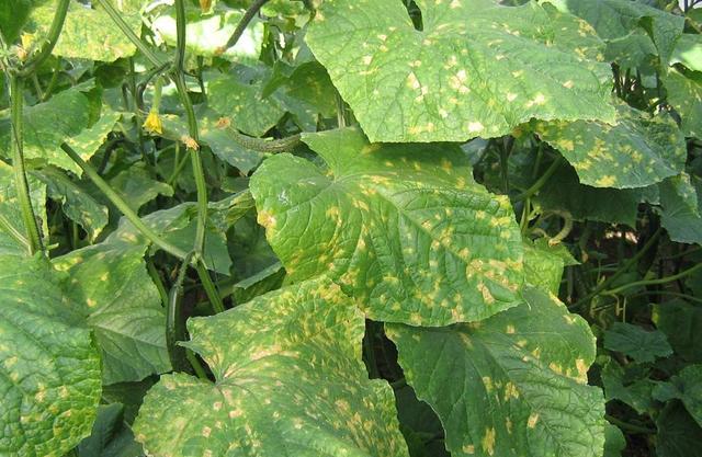 黄瓜绿斑驳花叶病毒病的防治新方法