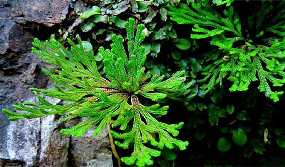 还阳草 真实图片