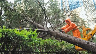 降雨致多处树木倒伏 绿化人员冒雨抢险保畅通