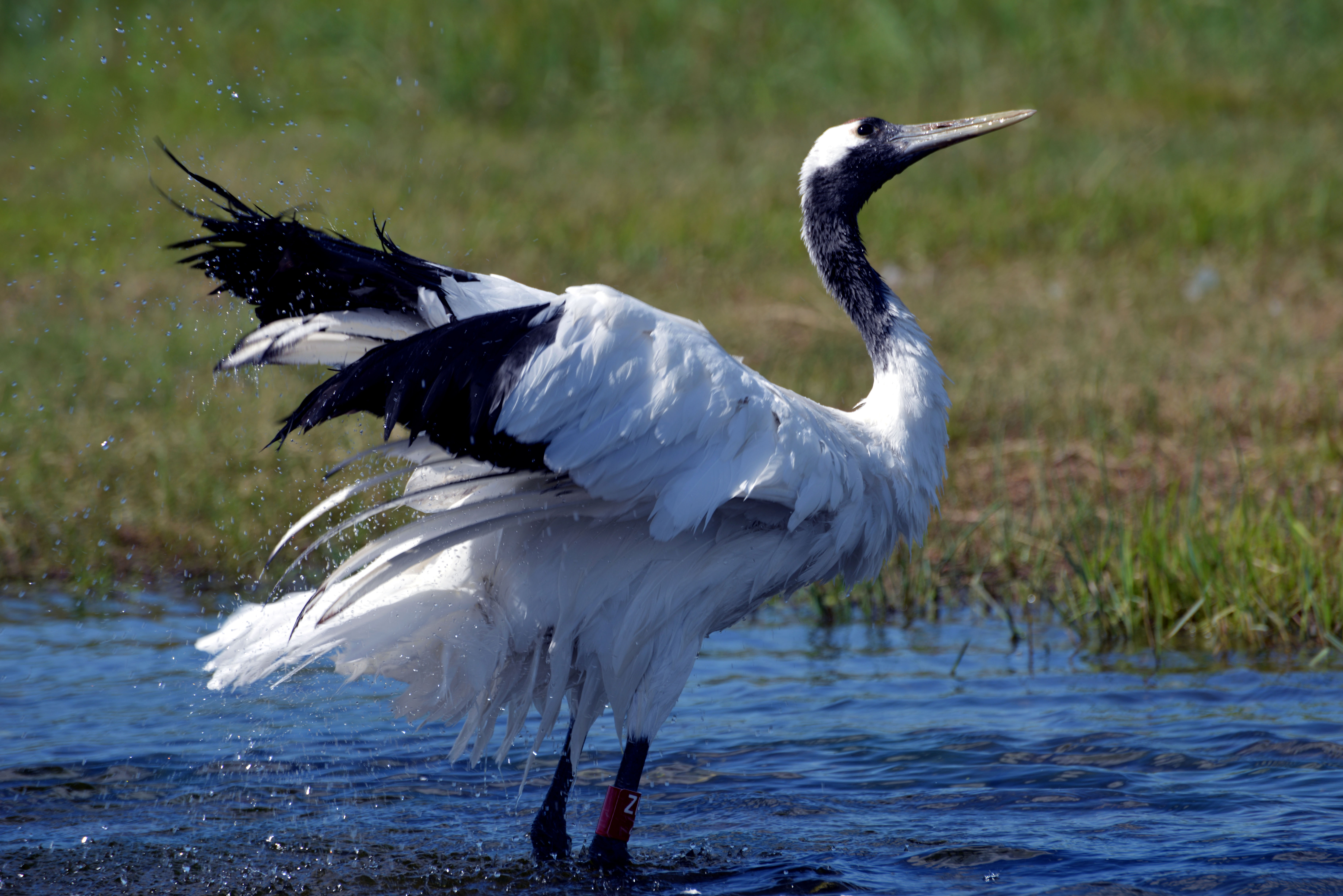 扎龙自然保护区看鹤拍鹤
