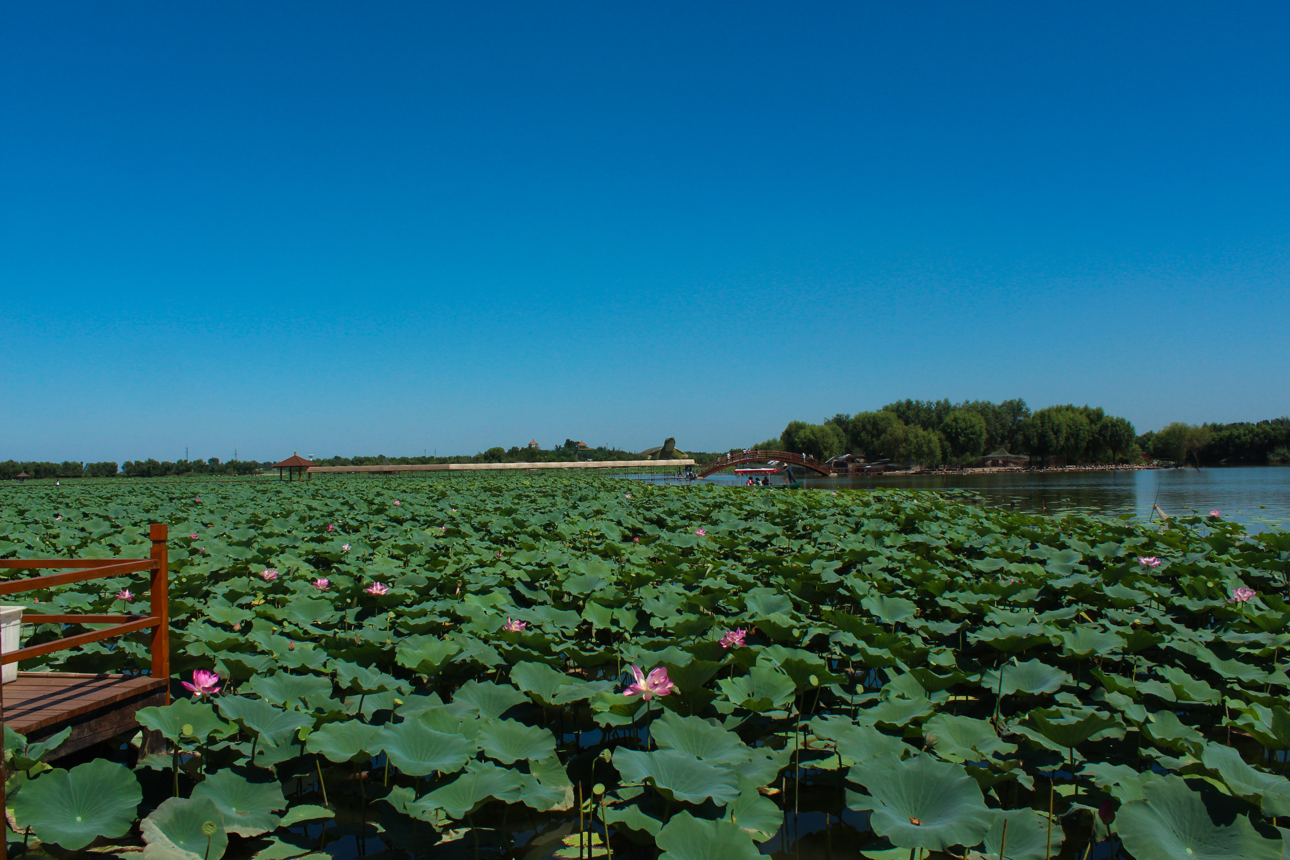 白洋淀是河北省最大的湖泊,你了解那里吗?