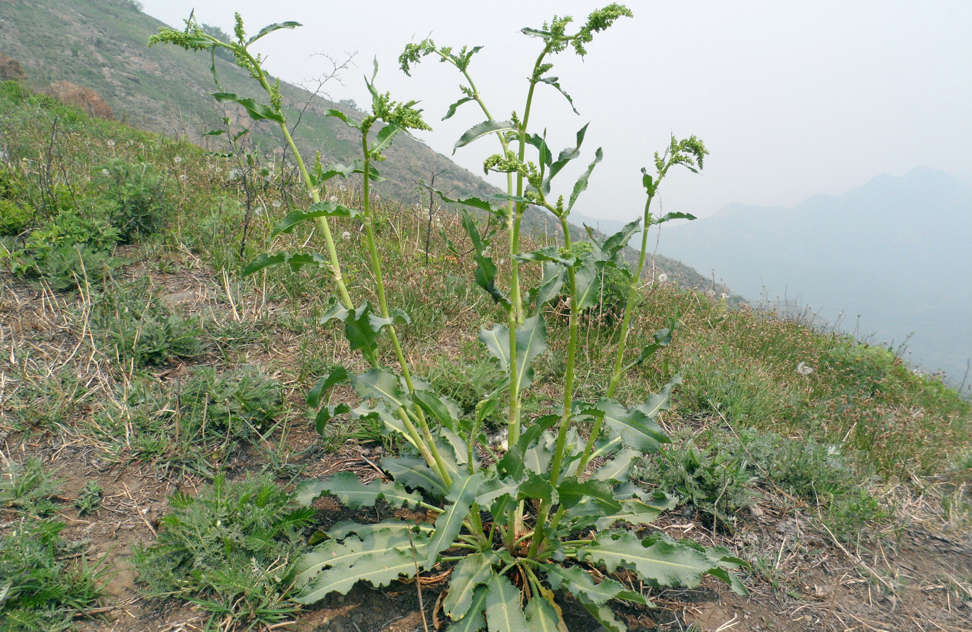 俗称野菠菜,曾是穷苦人的救命菜,殊不知根含"黄金"价值珍贵