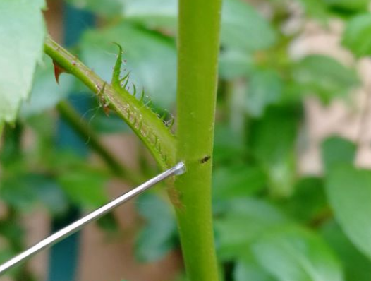 月季茎蜂救治方法
