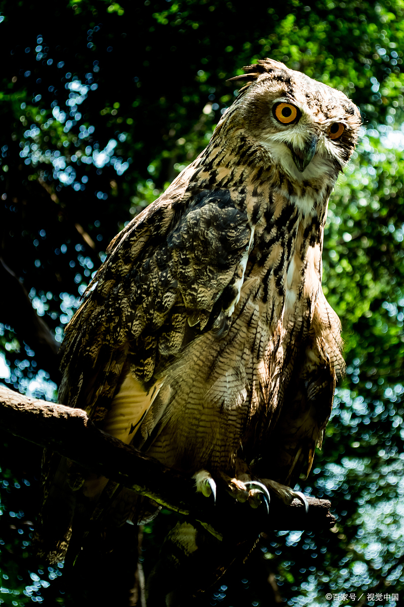 给老二讲故事之十 会数眉毛的猫头鹰